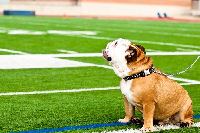 Bulldog-On-Football-Field-49793204-e1456353911434