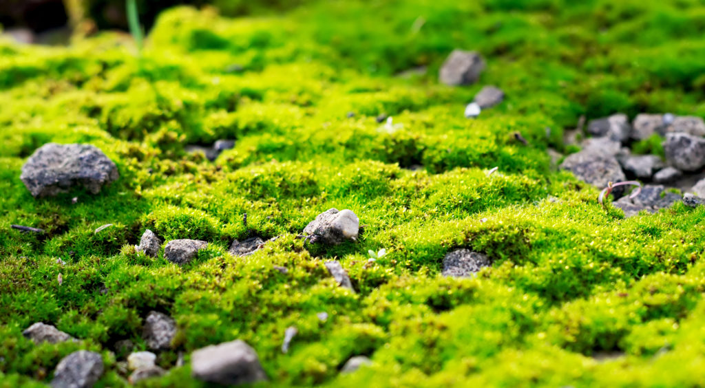 How to Control Lawn Algae and Moss - Natural Alternative