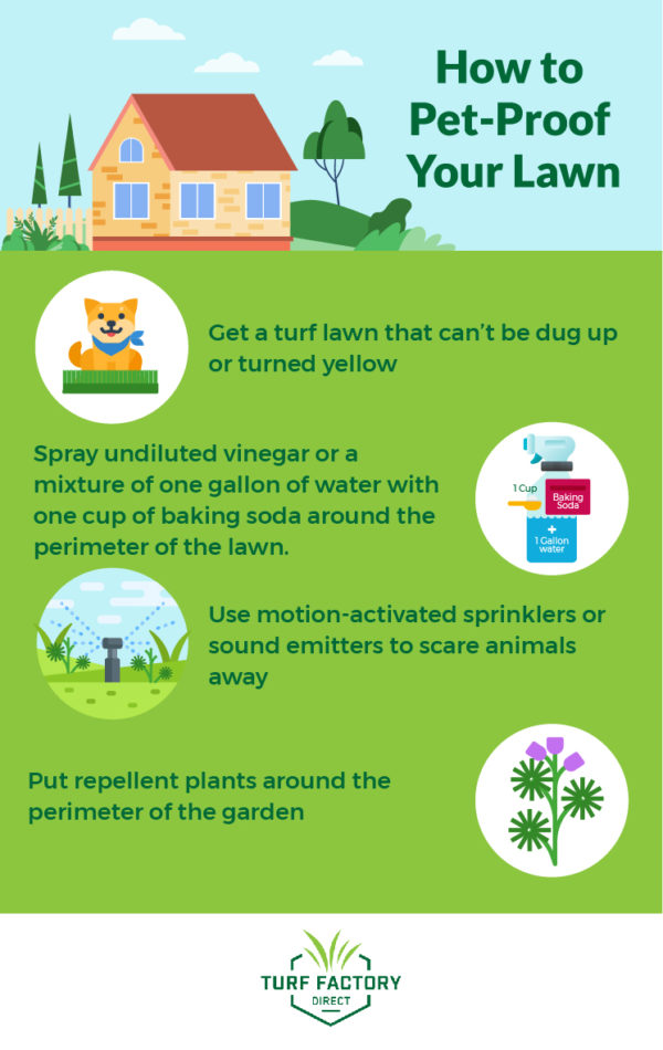 How to Keep Dogs and Cats Out of Your Yard Turf Factory