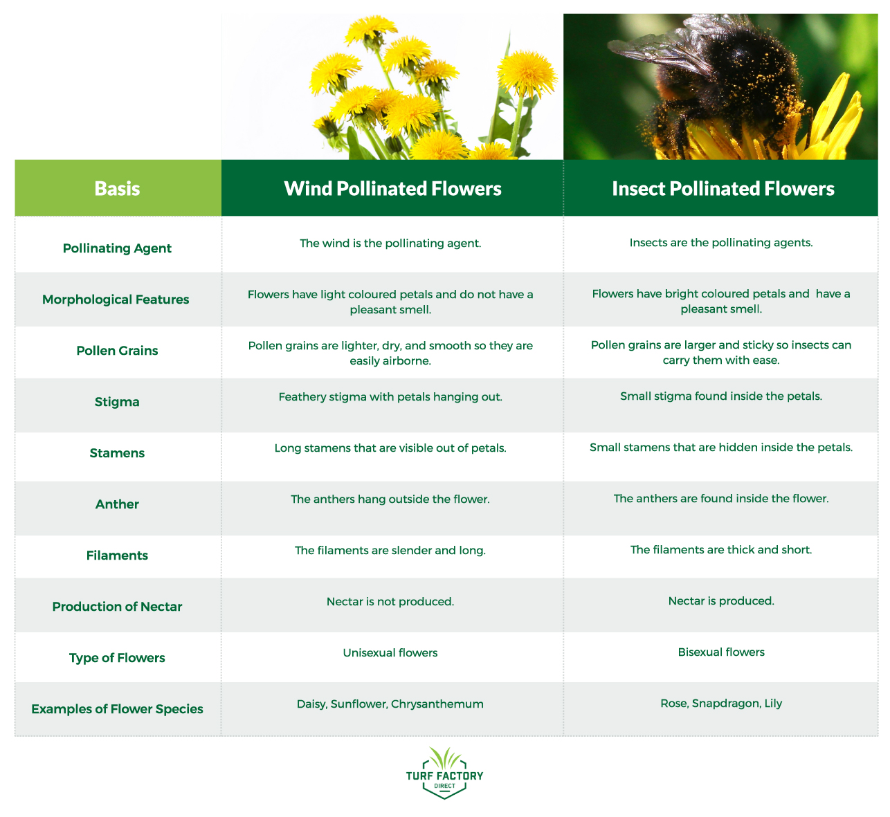 The Worst Flowers for Seasonal Allergies Turf Factory