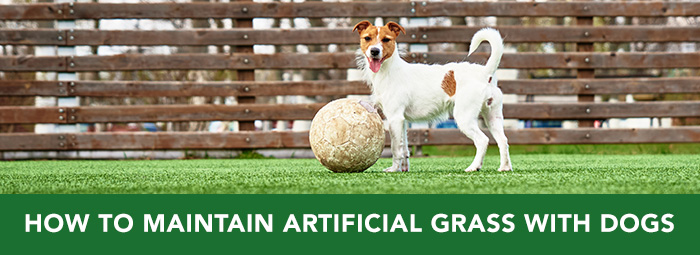 How to Maintain Artificial Grass with Dogs Turf Factory