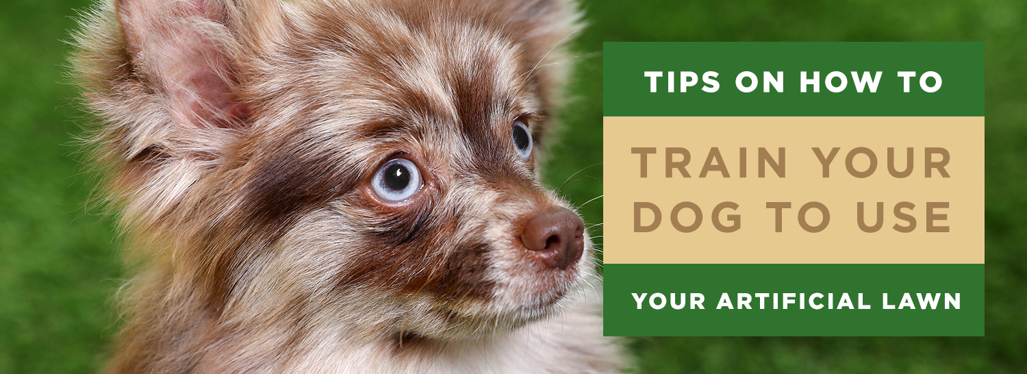 Tips on How to Train Your Dog to Use Your Artificial Lawn