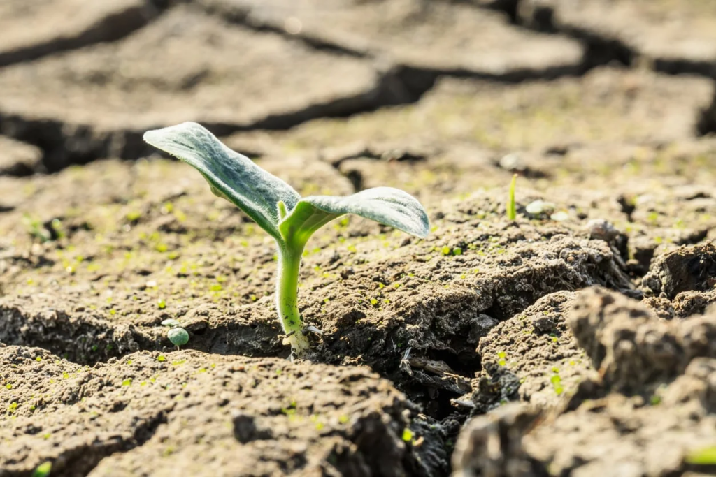 Learn About Your Gardening Climate